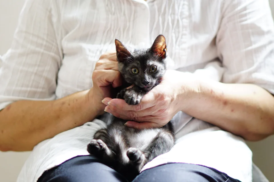 1553番 ブラックスモーク 女の子 ずっとのおうち エイベット 野良猫 犬などの里親マッチングサイトの運営 Tnr活動